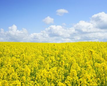 field-of-rapeseeds-474558_1920