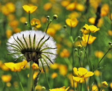 dandelion-3355023_1920