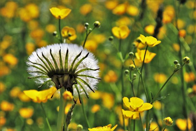 dandelion-3355023_1920