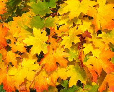 leaves-57427_1280